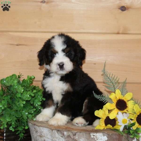 Black Berry – F1, Bernedoodle Puppy